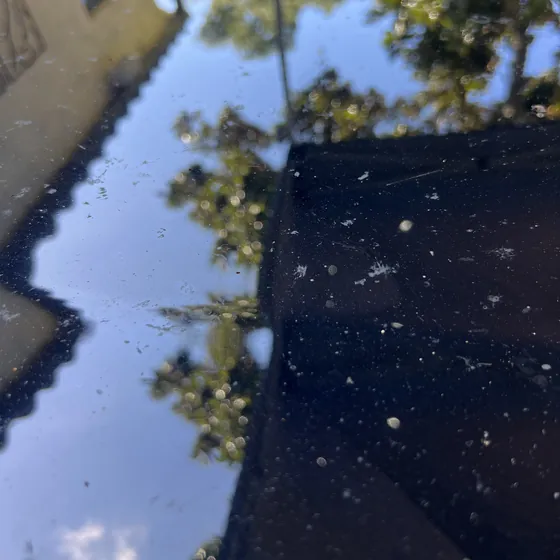 Spotting etched into black paint by magnolia honeydew