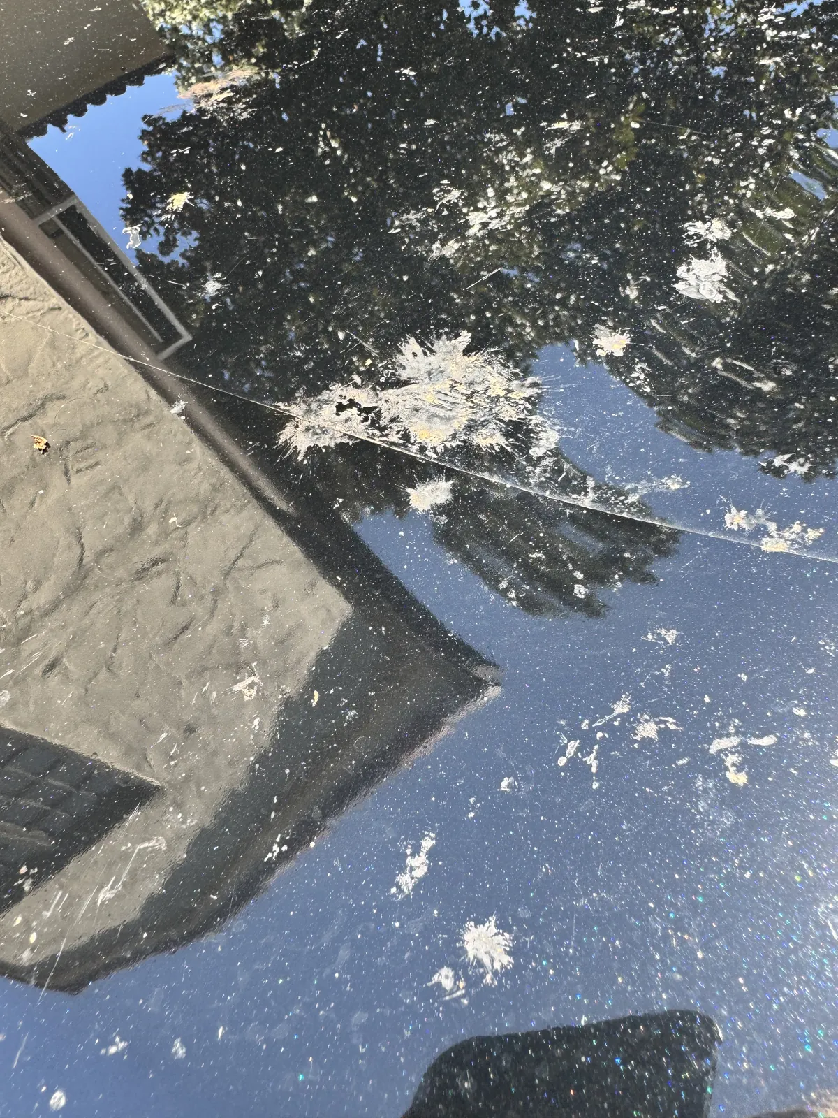 Heavy magnolia honeydew and tree residue bonded to the black paint of a 2023 Toyota RAV4 before detailing in Houston