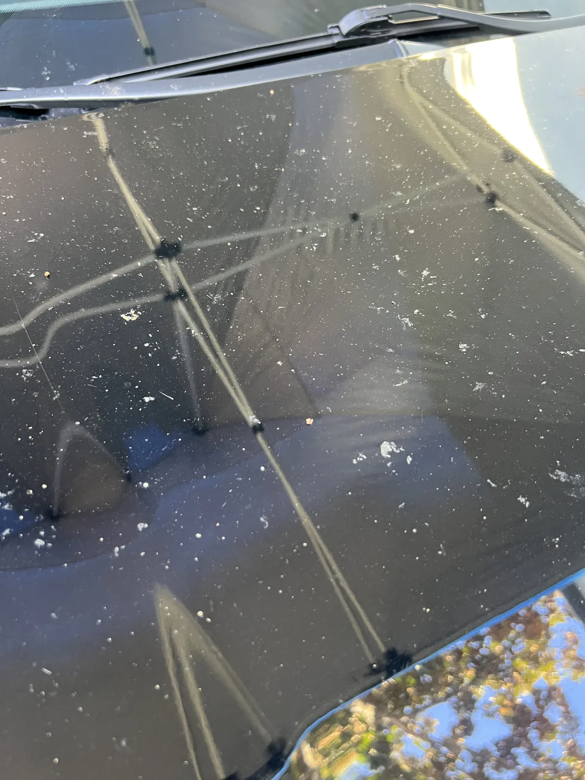 Tree residue and spotting covering the hood of a black 2023 Toyota RAV4 before professional removal